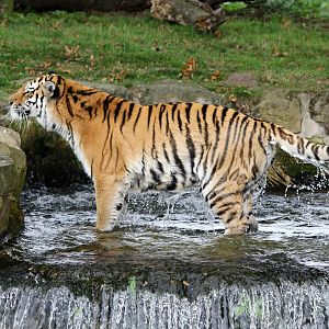 Tschuna in waterfall. 26-10-14