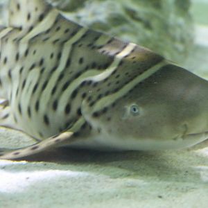 Zebra shark young