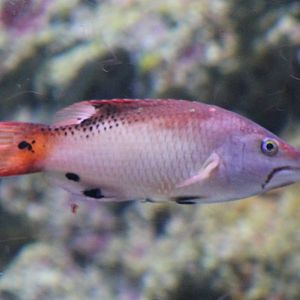 Diana's hogfish