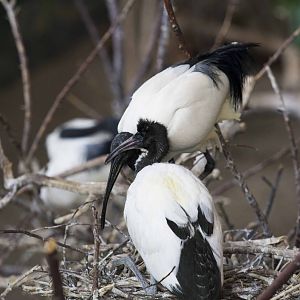 Sacred Ibis