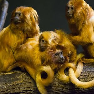 Golden Lion Tamarin Family