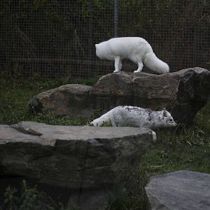 Arctic Foxes
