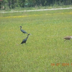 Ibis and Little blue Heron