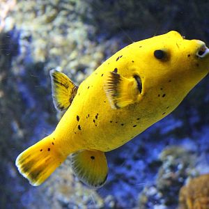 Black-spotted puffer