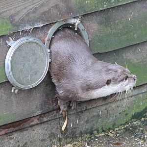 Small-clawed otter