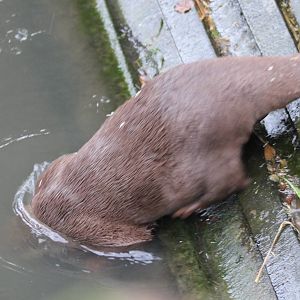 Small-clawed otter