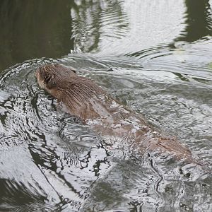 Small-clawed otter