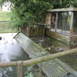 Enclosure Small-clawed otter