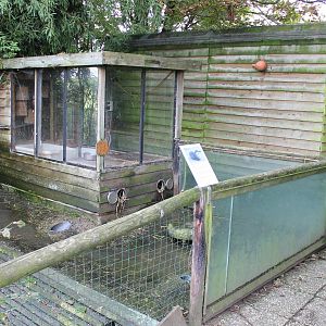Enclosure Small-clawed otter