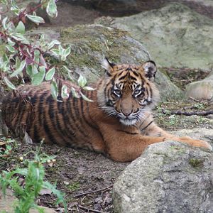 Sumatran Tiger cub, 30th September 2014