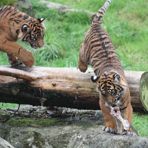 Sumatran Tiger cubs, 30th September 2014