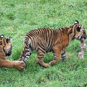 Sumatran Tiger cubs, 30th September 2014