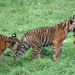 Sumatran Tiger cubs, 30th September 2014