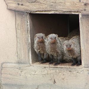 Banded Mongooses, 30th September 2014