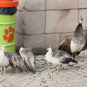 Peahen and chicks, 30th September 2014
