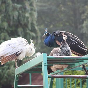 The plunge was taken, 30th September 2014