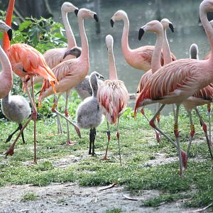 Flamingos, 30th September 2014