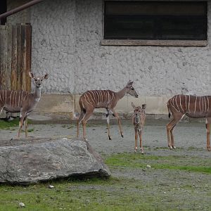 Lesser Kudu