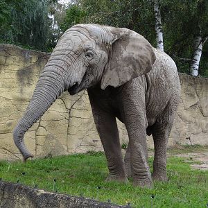 African Elephant
