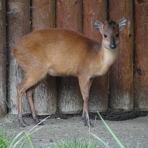 Red Duiker