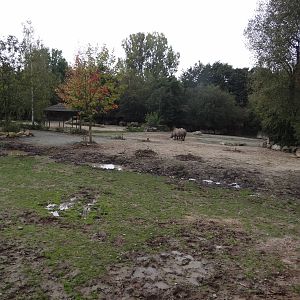 Rhinos paddocks
