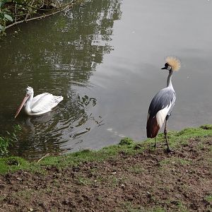 Crowned Crane and Dalmatian Pelican