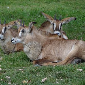 Roan Antelope