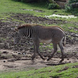 Grevy's Zebra