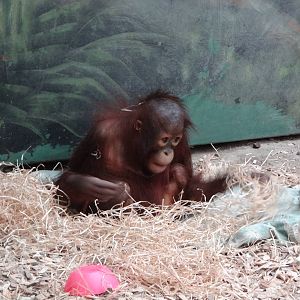 Bornean Orangutan