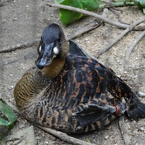 African White-backed Duck