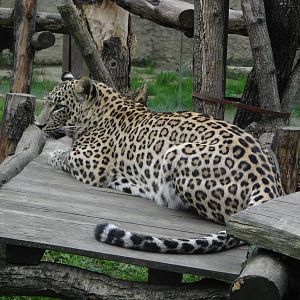 Persian Leopard