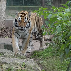 Siberian Tiger