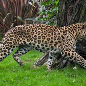 North Chinese leopard : Howletts : 14 Oct 2014