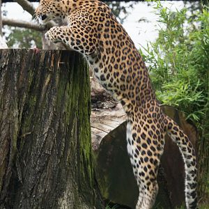 North Chinese leopard : Howletts : 14 Oct 2014