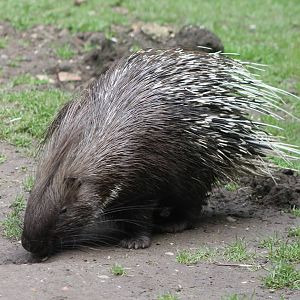 Porcupine