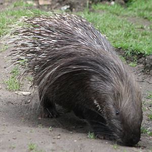 Porcupine