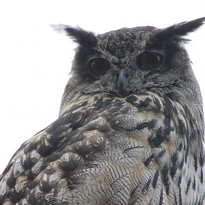 European eagle-owl