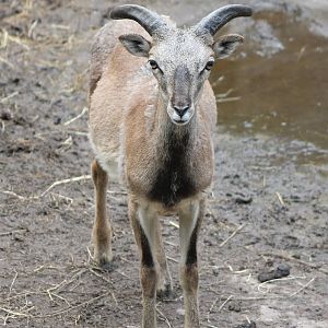 Mouflon