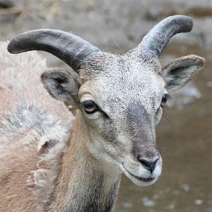 Mouflon