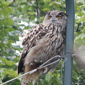 European eagle owl