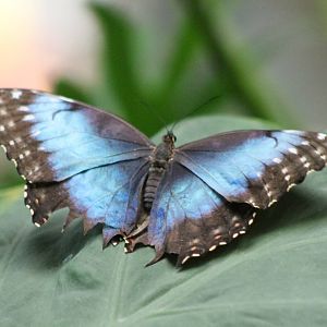 Blue morpho