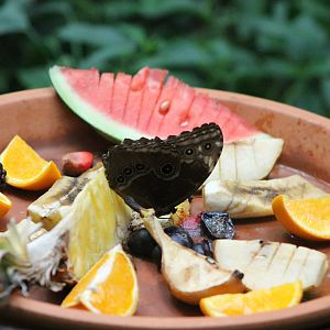 Butterfly feeding-station