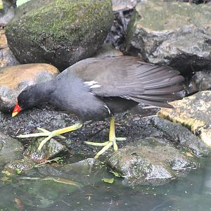 Moorhen