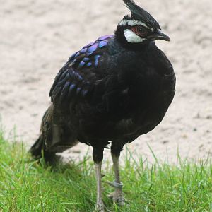 Palawan peacock-pheasant cock