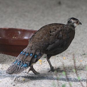 Palawan peacock-pheasant hen