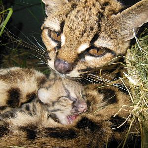 New born Margay, November 1, 2014.