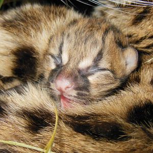New born Margay, November 1, 2014.