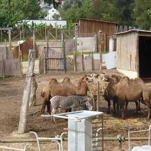 Off-show paddocks viewed from Teleferico .