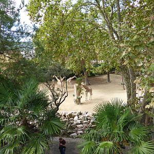 Angolan giraffe paddock from Teleferico