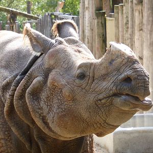 Indian rhino bull